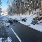 Baum auf Fahrbahn
