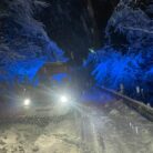 Bäume über Fahrbahn
